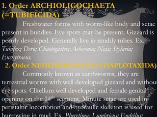 1. Order ARCHIOLIGOCHAETA
(=TUBIFICIDA)
Freshwater forms with worm-like body and setae
present in bundles. Eye spots may be present. Gizzard is
poorly developed. Generally live in muddy tubes. Ex.
Tubifex; Dero; Chaetogaster; Aelosoma; Nais; Stylaria;
Enchytraeus.
2. Order NEOLIGOCHAETA (=HAPLOTAXIDA)
Commonly known as earthworms, they are
terrestrial worms with well developed gizzard and without
eye spots. Clitellum well developed and female genital
opening on the 14th segment. Minute setae are used in
peristaltic locomotion and hydraulic skeleton is used for
 