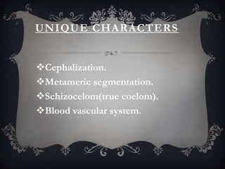 UNIQUE CHARACTERS
Cephalization.
Metameric segmentation.
Schizocelom(true coelom).
Blood vascular system.
 