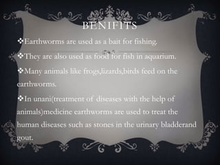 BENIFITS
Earthworms are used as a bait for fishing.
They are also used as food for fish in aquarium.
Many animals like frogs,lizards,birds feed on the
earthworms.
In unani(treatment of diseases with the help of
animals)medicine earthworms are used to treat the
human diseases such as stones in the urinary bladderand
gout.
 