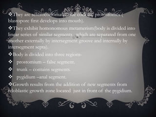 They are schizocoelomate( true coelom) protostomes (
blastopore first develops into mouth).
They exhibit homonomous metamerism(body is divided into
linear series of similar segments , which are separated from one
another externally by intersegment groove and internally by
intersegment septa).
Body is divided into three regions-
 prostomium – false segment.
 trunk – contains segments.
 pygidium –anal segment.
Growth results from the addition of new segments from
teloblastic growth zone located just in front of the pygidium.
 