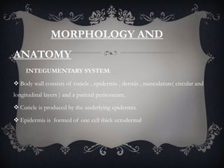 MORPHOLOGY AND
ANATOMY
INTEGUMENTARY SYSTEM:
 Body wall consists of cuticle , epidermis , dermis , musculature( circular and
longitudinal layers ) and a parietal peritoneum.
 Cuticle is produced by the underlying epidermis.
 Epidermis is formed of one cell thick ectodermal
 