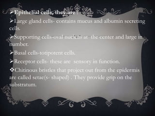 Epithelial cells, they are :
Large gland cells- contains mucus and albumin secreting
cells.
Supporting cells-oval nucleus at the center and large in
number.
Basal cells-totipotent cells.
Receptor cells- these are sensory in function.
Chitinous bristles that project out from the epidermis
are called setae(s- shaped) . They provide grip on the
substratum.
 