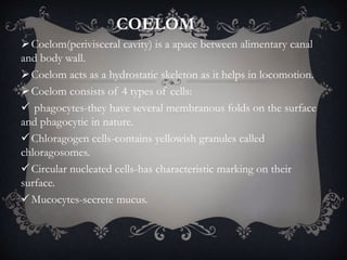 COELOM
Coelom(perivisceral cavity) is a apace between alimentary canal
and body wall.
Coelom acts as a hydrostatic skeleton as it helps in locomotion.
Coelom consists of 4 types of cells:
 phagocytes-they have several membranous folds on the surface
and phagocytic in nature.
Chloragogen cells-contains yellowish granules called
chloragosomes.
Circular nucleated cells-has characteristic marking on their
surface.
Mucocytes-secrete mucus.
 