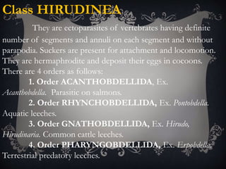 Phylum Annelida Class Hirudinea Suckers