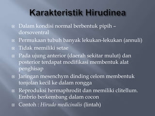  Dalam kondisi normal berbentuk pipih –
dorsoventral
 Permukaan tubuh banyak lekukan-lekukan (annuli)
 Tidak memiliki setae
 Pada ujung anterior (daerah sekitar mulut) dan
posterior terdapat modifikasi membentuk alat
penghisap
 Jaringan mesenchym dinding celom membentuk
tonjolan kecil ke dalam rongga
 Reproduksi hermaphrodit dan memiliki clitellum.
Embrio berkembang dalam cocon
 Contoh : Hirudo medicinalis (lintah)
 