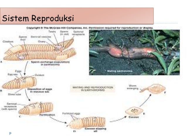 Annelids мод