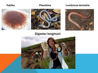 Annelida | PPTX