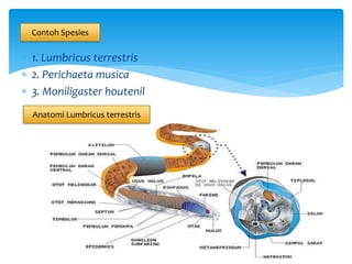  1. Lumbricus terrestris
 2. Perichaeta musica
 3. Moniligaster houtenil
Contoh Spesies
Anatomi Lumbricus terrestris
 
