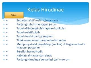  • Sebagian aktif malam, juga siang.
 • Panjang tubuh mencapai 30 cm
 • Tubuh dilindungi oleh lapisan kutikula
 • Tubuh relatif pipih
 • Tubuh terdiri dari 34 segmen
 • Tidak mempunyai parapodia dan setae
 • Mempunyai alat penghisap (sucker) di bagian anterior
maupun posterior
 • Bersifat hermafrodit
 • Habitat: air tawar dan darat
 • Panjang Hirudinea bervariasi dari 1–30 cm
Kelas Hirudinae
Ciri-ciri
 