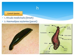  1. Hirudo medicinalis (lintah)
 2. Haemadipsa zeylaniea (pacet)
h
Contoh Spesies
 