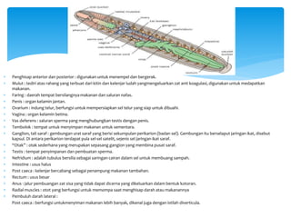  Penghisap anterior dan posterior : digunakan untuk menempel dan bergerak.
 Mulut : tediri atas rahang yang terbuat dari kitin dan kelenjar ludah yangmengeluarkan zat anti koagulasi, digunakan untuk medapatkan
makanan.
 Faring : daerah tempat bersilangnya makanan dan saluran nafas.
 Penis : organ kelamin jantan.
 Ovarium : indung telur, berfungsi untuk mempersiapkan sel telur yang siap untuk dibuahi.
 Vagina : organ kelamin betina.
 Vas deferens : saluran sperma yang menghubungkan testis dengan penis.
 Tembolok : tempat untuk menyimpan makanan untuk sementara.
 Ganglion, tali saraf : gembungan urat saraf yang berisi sekumpulan perikarion (badan sel). Gembungan itu berselaput jaringan ikat, disebut
kapsul. Di antara perikarion terdapat pula sel-sel satelit, sejenis sel jaringan ikat saraf.
 “Otak” : otak sederhana yang merupakan sepasang gangion yang membina pusat saraf.
 Testis : tempat penyimpanan dan pembuatan sperma.
 Nefridium : adalah tubulus bersilia sebagai saringan cairan dalam sel untuk membuang sampah.
 Intestine : usus halus
 Post caeca : kelenjar bercabang sebagai penampung makanan tambahan.
 Rectum : usus besar
 Anus : jalur pembuangan zat sisa yang tidak dapat dicerna yang dikeluarkan dalam bentuk kotoran.
 Radial muscles : otot yang berfungsi untuk memompa saat menghisap darah atau makanannya
 Pembuluh darah lateral :
Post caeca : berfungsi untukmenyiman makanan lebih banyak, dikenal juga dengan istilah diverticula.
 
