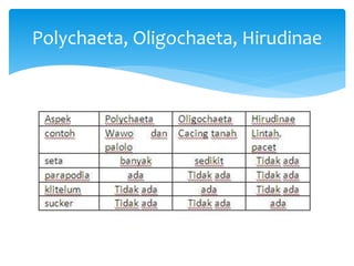 Polychaeta, Oligochaeta, Hirudinae
 