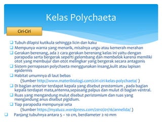 Tubuh dilapisi kutikula sehingga licin dan kaku
 Mempunya warna yang menarik, misalnya ungu atau kemerah-merahan
 Gerakan berenang, ada 2 cara gerakan berenang kelas ini yaitu dengan
parapodia serta bergerak seperti gelombang dan membelok karena memiliki
otot yang membujur dan otot melingkar yang bergerak secara antagonis
 Sistem pernapasan polychaeta menggunakan insang,kulit atau lapisan
epidermis
 Habitat umumnya di laut bebas
(Sumber http://www.materibiologi.com/ciri-ciri-kelas-polychaeta/ )
 Di bagian anterior terdapat kepala yang disebut prostomium , pada bagian
kepala terdapat mata,antenna,sepasang palpus dan mulut di bagian ventral.
 Ruas yang mengandung mulut disebut peristomium dan ruas yang
mengandung anus disebut pigidium.
 Tiap parapodia mempunyai seta
(Sumber https://myaluzz.wordpress.com/2010/01/16/annelida/ )
 Panjang tubuhnya antara 5 – 10 cm, berdiameter 2-10 mm
Kelas Polychaeta
Ciri-Ciri
 