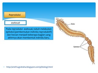  http://ariefnugrahaha.blogspot.com/p/biologi.html
Reproduksi
aseksual
Pada reproduksi aseksual, tubuh melakukan
epitoksi (pembentukan individu reproduktif)
dan hewan menjadi beberapa bagian yang
akhirnya akan membentuk individu baru.
 