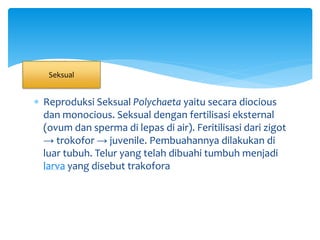  Reproduksi Seksual Polychaeta yaitu secara diocious
dan monocious. Seksual dengan fertilisasi eksternal
(ovum dan sperma di lepas di air). Feritilisasi dari zigot
→ trokofor → juvenile. Pembuahannya dilakukan di
luar tubuh. Telur yang telah dibuahi tumbuh menjadi
larva yang disebut trakofora
Seksual
 