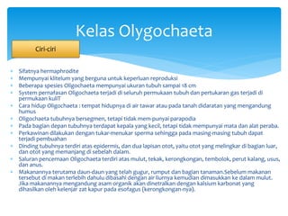  Sifatnya hermaphrodite
 Mempunyai klitelum yang berguna untuk keperluan reproduksi
 Beberapa spesies Oligochaeta mempunyai ukuran tubuh sampai 18 cm
 System pernafasan Oligochaeta terjadi di seluruh permukaan tubuh dan pertukaran gas terjadi di
permukaan kuliT
 Cara hidup Oligochaeta : tempat hidupnya di air tawar atau pada tanah didaratan yang mengandung
humus
 Oligochaeta tubuhnya bersegmen, tetapi tidak mem-punyai parapodia
 Pada bagian depan tubuhnya terdapat kepala yang kecil, tetapi tidak mempunyai mata dan alat peraba.
 Perkawinan dilakukan dengan tukar-menukar sperma sehingga pada masing-masing tubuh dapat
terjadi pembuahan
 Dinding tubuhnya terdiri atas epidermis, dan dua lapisan otot, yaitu otot yang melingkar di bagian luar,
dan otot yang memanjang di sebelah dalam.
 Saluran pencernaan Oligochaeta terdiri atas mulut, tekak, kerongkongan, tembolok, perut kalang, usus,
dan anus.
 Makanannya terutama daun-daun yang telah gugur, rumput dan bagian tanaman.Sebelum makanan
tersebut di makan terlebih dahulu dibasahi dengan air liurnya kemudian dimasukkan ke dalam mulut.
Jika makanannya mengandung asam organik akan dinetralkan dengan kalsium karbonat yang
dihasilkan oleh kelenjar zat kapur pada esofagus (kerongkongan-nya).
Kelas Olygochaeta
Ciri-ciri
 