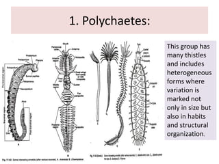 1. Polychaetes:
This group has
many thistles
and includes
heterogeneous
forms where
variation is
marked not
only in size but
also in habits
and structural
organization.
 