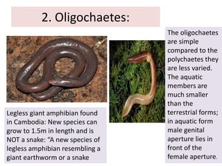 2. Oligochaetes:
The oligochaetes
are simple
compared to the
polychaetes they
are less varied.
The aquatic
members are
much smaller
than the
terrestrial forms;
in aquatic form
male genital
aperture lies in
front of the
female aperture.
Legless giant amphibian found
in Cambodia: New species can
grow to 1.5m in length and is
NOT a snake: “A new species of
legless amphibian resembling a
giant earthworm or a snake
 