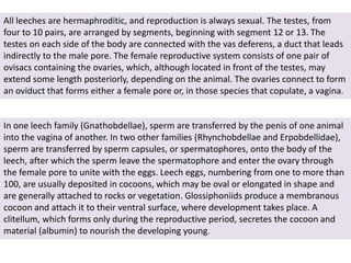 All leeches are hermaphroditic, and reproduction is always sexual. The testes, from
four to 10 pairs, are arranged by segments, beginning with segment 12 or 13. The
testes on each side of the body are connected with the vas deferens, a duct that leads
indirectly to the male pore. The female reproductive system consists of one pair of
ovisacs containing the ovaries, which, although located in front of the testes, may
extend some length posteriorly, depending on the animal. The ovaries connect to form
an oviduct that forms either a female pore or, in those species that copulate, a vagina.
In one leech family (Gnathobdellae), sperm are transferred by the penis of one animal
into the vagina of another. In two other families (Rhynchobdellae and Erpobdellidae),
sperm are transferred by sperm capsules, or spermatophores, onto the body of the
leech, after which the sperm leave the spermatophore and enter the ovary through
the female pore to unite with the eggs. Leech eggs, numbering from one to more than
100, are usually deposited in cocoons, which may be oval or elongated in shape and
are generally attached to rocks or vegetation. Glossiphoniids produce a membranous
cocoon and attach it to their ventral surface, where development takes place. A
clitellum, which forms only during the reproductive period, secretes the cocoon and
material (albumin) to nourish the developing young.
 