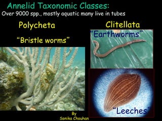 Annelid Taxonomic Classes:
Polycheta
“Earthworms”
“Leeches”
“Bristle worms”
Clitellata
Over 9000 spp., mostly aquatic many live in tubes
By
Sonika Chouhan
 