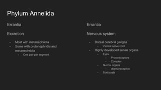 Errantia Label Annelida | PPTX