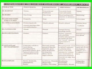 Annelida- General Characters and classification | PPTX