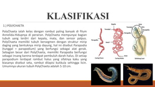 KLASIFIKASI
1.) POLYCHAETA
PolyChaeta ialah kelas dengan rambut paling banyak di filum
Annelida.Hidupnya di perairan. PolyChaeta mempunyai bagian
tubuh yang terdiri dari kepala, mata, dan sensor palpus.
PolyChaeta memiliki tubuh bersegmen dengan struktur mirip
daging yang bentuknya mirip dayung, hal ini disebut Parapodia
(tunggal = parapodium) yang berfungsi sebagai alat gerak.
Sebagian besar dari PolyChaeta, memiliki Parapodia berfungsi
sebagai insang karena terdapat pembuluh darah halus. Di setiap
parapodium terdapat rambut halus yang sifatnya kaku yang
biasanya disebut seta, rambut dilapisi kutikula sehingga licin.
Umumnya ukuran tubuh PolyChaeta adalah 5-10 cm.
 
