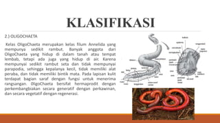KLASIFIKASI
2.) OLIGOCHAETA
Kelas OligoChaeta merupakan kelas filum Annelida yang
mempunya sedikit rambut. Banyak anggota dari
OligoChaeta yang hidup di dalam tanah atau tempat
lembab, tetapi ada juga yang hidup di air. Karena
mempunyai sedikit rambut seta dan tidak mempunyai
parapodia, sehingga kepalanya kecil, tidak memiliki alat
peraba, dan tidak memiliki bintik mata. Pada lapisan kulit
terdapat bagian saraf dengan fungsi untuk menerima
rangsangan. 0ligoChaeta bersifat hermaprodit dengan
perkembangbiakan secara generatif dengan perkawinan,
dan secara vegetatif dengan regenerasi.
 