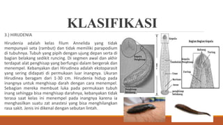KLASIFIKASI
3.) HIRUDENIA
Hirudenia adalah kelas filum Annelida yang tidak
mempunyaii seta (rambut) dan tidak memiliki parapodium
di tubuhnya. Tubuh yang pipih dengan ujung depan serta di
bagian belakang sedikit runcing. Di segmen awal dan akhir
terdapat alat penghisap yang berfungsi dalam bergerak dan
menempel. Kebanyakan dari Hirudinea adalah ekstoparasit
yang sering didapati di permukaan luar inangnya. Ukuran
Hirudinea beragam dari 1-30 cm. Hirudenia hidup pada
inangnya untuk menghisap darah dengan cara menempel.
Sebagian mereka membuat luka pada permukaan tubuh
inang sehingga bisa menghisap darahnya, kebanyakan tidak
terasa saat kelas ini menempel pada inangnya karena ia
menghasilkan suatu zat anastesi yang bisa menghilangkan
rasa sakit. Jenis ini dikenal dengan sebutan lintah.
 