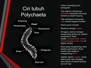 Ciri tubuh
Polychaeta
• Tubuh memanjang dan
bersegmen
• Tiap segmen mempunyai
parapodia semacam kaki yang
bentuknya seperti dayung
• Tiap parapodia mempunyai
seta, kecuali segmen terakhir
• Warna tubuh menarik
• Respirasi dengan insang
• Di bagian anterior terdapat
kepala yang sempurna, disebut
prostomium. Pada
kepala terdapat mata, antena,
sepasang palpus dan mulut di
bagian ventral.
• Ruas yang mengandung mulut
disebut peristomium. Ruas
terakhir atau pigidium
mengandung anus.
• Habitat: bahari di lautan, hidup
dalam pasir atau menggali
batu-batuan di daerah pasang
surut air laut
 