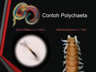 Contoh Polychaeta
Diuro Drillius ( x < 1mm ) Abilictis Abiuma ( x > 3m)
 