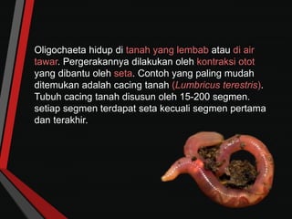 Oligochaeta hidup di tanah yang lembab atau di air
tawar. Pergerakannya dilakukan oleh kontraksi otot
yang dibantu oleh seta. Contoh yang paling mudah
ditemukan adalah cacing tanah (Lumbricus terestris).
Tubuh cacing tanah disusun oleh 15-200 segmen.
setiap segmen terdapat seta kecuali segmen pertama
dan terakhir.
 