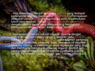 Alat eksresinya berupa sepasang nefridia yang terdapat
pada setiap segmen dan disebut metanefridia. Pernapasan
dilakukan secara difusi menggunakan seluruh permukaan
tubuh yang lembab. Sistem peredaran darahnya tertutup
dengan plasma darah yang mengandung hemoglobin
sehingga berwarna merah. Sistem saraf berupa saraf
tangga tali.
Makanannya berupa zat-zat organik, dicerna dengan
sistem pencernaan makanan yang lengkap yaitu
mempunyai mulut (di ujung anterior pada segmen pertama),
esofagus, tembolok, lambung, usus, dan anus (di segmen
terakhir). Cacing ini mempunyai daya regenerasi yang tinggi
dan membantu menghancurkan zat organik. Contoh lain
cacing Oligochaeta adalah Pheretima posthurna (cacing
tanah), Perichaeta (cacing hutan), dan Tubifex (cacing air).
 