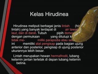 Kelas Hirudinea
Hirudinea meliputi berbagai jenis lintah (hirudo =
lintah) yang banyak terdapat di air tawar, air
laut, dan di darat. Tubuh pipih dorsoventral
dengan permukaan yang ditutupi kutikula dan
tidak me- miliki parapodia atau seta. Hewan
ini memiliki alat pengisap pada bagian ujung
anterior dan posterior, pengisap di ujung posterior
ukurannya lebih besar.
Lintah merupakan hewan hermafrodit, lubang
kelamin jantan terletak di depan lubang kelamin
betina.
 