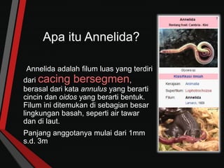 Apa itu Annelida?
Annelida adalah filum luas yang terdiri
dari cacing bersegmen,
berasal dari kata annulus yang berarti
cincin dan oidos yang berarti bentuk.
Filum ini ditemukan di sebagian besar
lingkungan basah, seperti air tawar
dan di laut.
Panjang anggotanya mulai dari 1mm
s.d. 3m
 