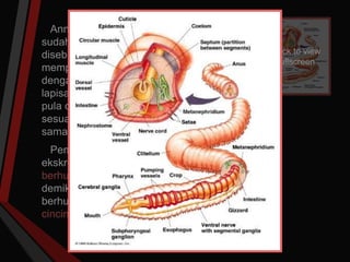 Annelida adalah hewan triploblastik yang
sudah mempunyai rongga sejati sehingga
disebut triploblastik selomata. Annelida
mempunyai bentuk tubuh simetri bilateral,
dengan tubuh beruas-ruas dan dilapisi
lapisan kutikula nonchitinous serta dilengkapi
pula oleh sejumlah setae. Cacing ini terbagi
sesuai dengan ruas-ruas tubuhnya dan satu
sama lain dibatasi dengan sekat (septum).
Pembuluh darah, sistem saraf, dan sistem
ekskresi di setiap segmen saling
berhubungan melewati septa. Meskipun
demikian, antara ruas satu dan lainnya tetap
berhubungan sehingga terlihat bentuk seperti
cincin yang terkoordinasi.
Click to view
fullscreen
 