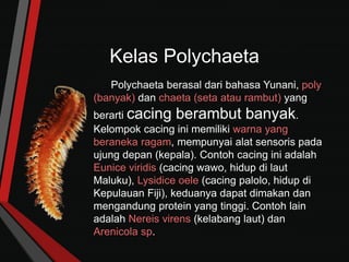 Kelas Polychaeta
Polychaeta berasal dari bahasa Yunani, poly
(banyak) dan chaeta (seta atau rambut) yang
berarti cacing berambut banyak.
Kelompok cacing ini memiliki warna yang
beraneka ragam, mempunyai alat sensoris pada
ujung depan (kepala). Contoh cacing ini adalah
Eunice viridis (cacing wawo, hidup di laut
Maluku), Lysidice oele (cacing palolo, hidup di
Kepulauan Fiji), keduanya dapat dimakan dan
mengandung protein yang tinggi. Contoh lain
adalah Nereis virens (kelabang laut) dan
Arenicola sp.
 