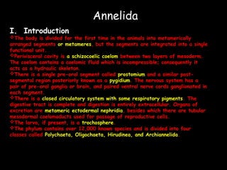 Comprehensive Overview of Annelida: Characteristics and Classification ...