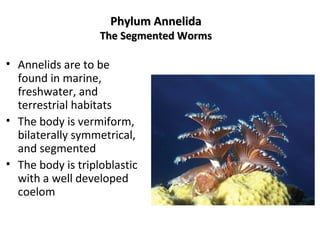 Phylum AnnelidaPhylum Annelida
The Segmented WormsThe Segmented Worms
• Annelids are to be
found in marine,
freshwater, and
terrestrial habitats
• The body is vermiform,
bilaterally symmetrical,
and segmented
• The body is triploblastic
with a well developed
coelom
 