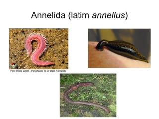 Annelida (latim annellus)
 