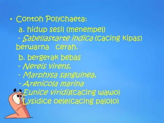 • Contoh Polychaeta:
   a. hidup sesil (menempel)
  - Sabellastarte indica (cacing kipas)
  berwarna cerah.
   b. bergerak bebas
  - Nereis virens,
  - Marphysa sanguinea,
  - Arenicola marina
  - Eunice viridis(cacing wawo)
  - Lysidice oele(cacing palolo)
 