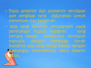 • Pada anterior dan posterior terdapat
  alat pengisap yang digunakan untuk
  menempel dan bergerak.
• ada yang bersifat ektoparasit pada
  permukaan tubuh inangnya        yang
  berupa hewan vertebrata termasuk
  manusia dengan mengisap darah
  inangnya ada yang hidup bebas dengan
  memangsa invertebrata kecil seperti
  siput.
 