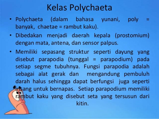 PPT ANNELIDA