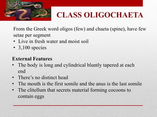 CLASS OLIGOCHAETA 
From the Greek word oligos (few) and chaeta (spine), have few 
setae per segment 
• Live in fresh water and moist soil 
• 3,100 species 
External Features 
• The body is long and cylindrical bluntly tapered at each 
end 
• There’s no distinct head 
• The mouth is the first somile and the anus is the last somile 
• The clitellum that secrets material forming cocoons to 
contain eggs 
 