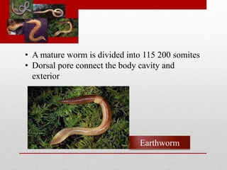 • A mature worm is divided into 115 200 somites 
• Dorsal pore connect the body cavity and 
exterior 
Earthworm 
 