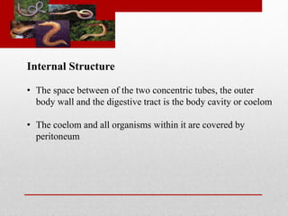 Internal Structure 
• The space between of the two concentric tubes, the outer 
body wall and the digestive tract is the body cavity or coelom 
• The coelom and all organisms within it are covered by 
peritoneum 
 