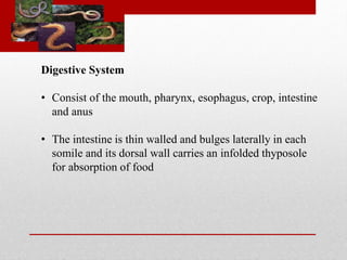 Digestive System 
• Consist of the mouth, pharynx, esophagus, crop, intestine 
and anus 
• The intestine is thin walled and bulges laterally in each 
somile and its dorsal wall carries an infolded thyposole 
for absorption of food 
 