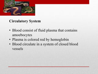 Circulatory System 
• Blood consist of fluid plasma that contains 
amoebocytes 
• Plasma is colored red by hemoglobin 
• Blood circulate in a system of closed blood 
vessels 
 