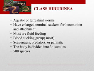 CLASS HIRUDINEA 
• Aquatic or terrestrial worms 
• Have enlarged terminal suckers for locomotion 
and attachment 
• Most are fluid feeding 
• Blood sucking group( most) 
• Scavengers, predators, or parasitic 
• The body is divided into 34 somites 
• 500 species 
 