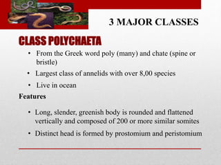 3 MAJOR CLASSES 
CLASS POLYCHAETA 
• From the Greek word poly (many) and chate (spine or 
bristle) 
• Largest class of annelids with over 8,00 species 
• Live in ocean 
Features 
• Long, slender, greenish body is rounded and flattened 
vertically and composed of 200 or more similar somites 
• Distinct head is formed by prostomium and peristomium 
 